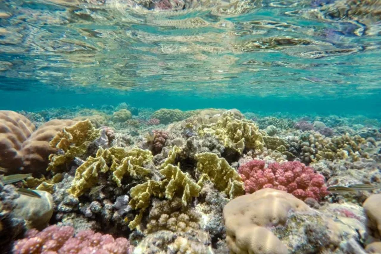 Colourful coral reef in shallow water
