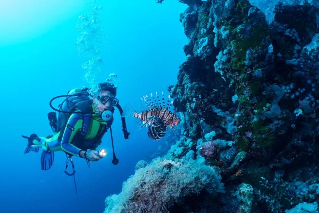 Scuba diver swimming past a lionfish on a coral wall