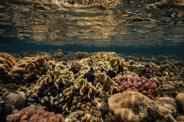 Colorful coral reef and marine life in Egypt's Red Sea