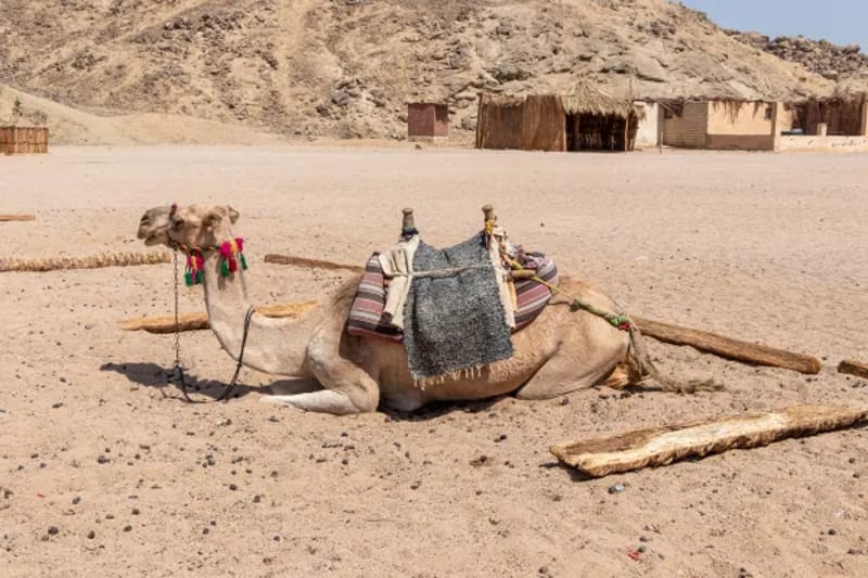 Camel resting at a bedouin camp in the Red Sea desert