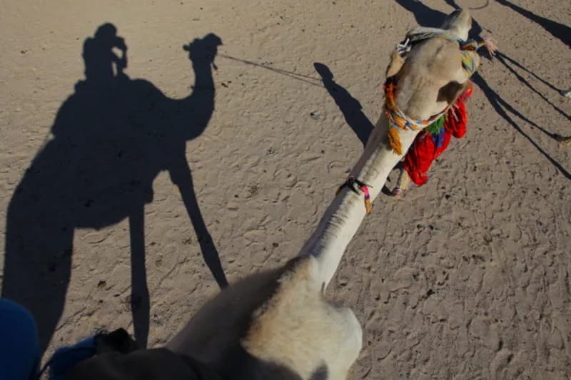 Camel and long shadows on the sand during a desert safari