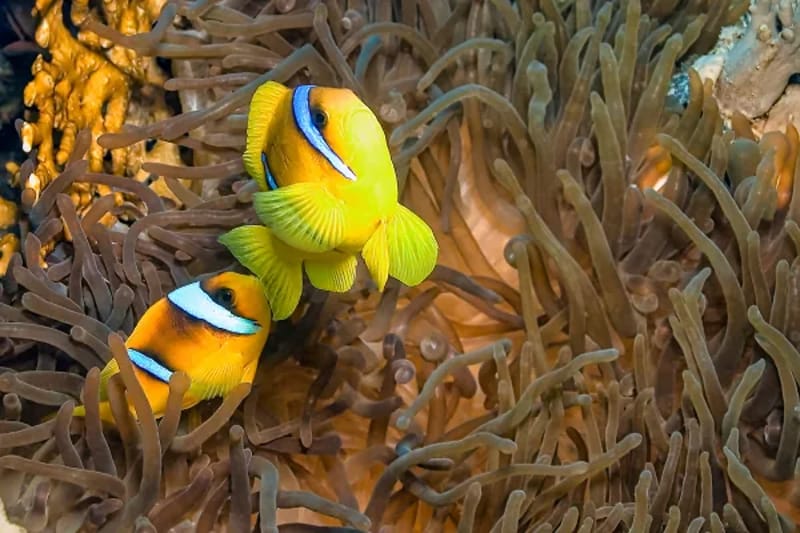 Two clownfish among sea anemone tentacles