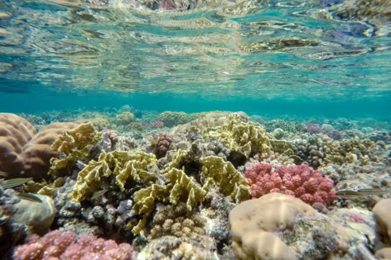 Colourful coral reef in shallow water