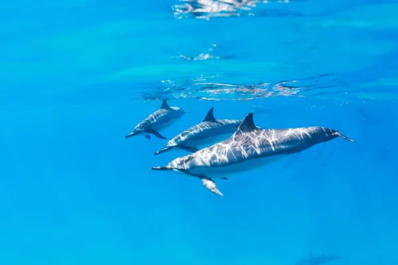 Three dolphins swimming in clear Red Sea water