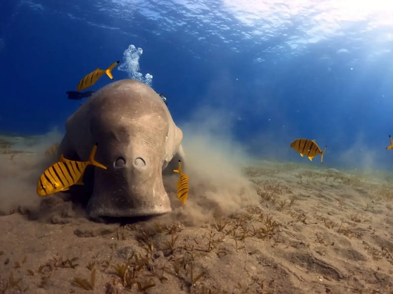 Dugong resting on a sandy seabed with yellow fish swimming around it