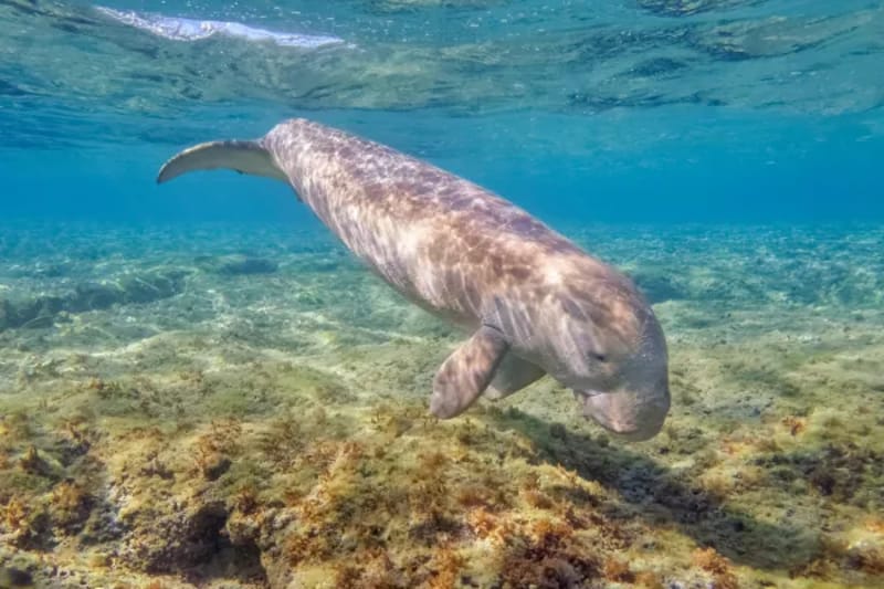 Dugong swimming over a sandy seabed in the Red Sea