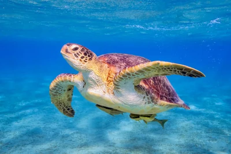Sea turtle swimming over a sandy seabed