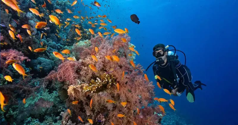 Scuba diver beside a coral reef full of orange fish near the Straits of Tiran